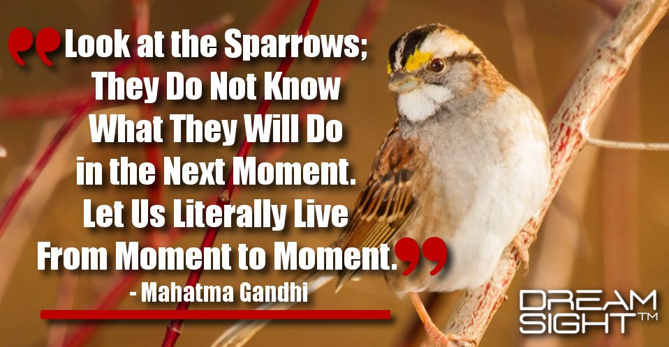 dreamight_marketing_dream_quote_look_at_the_sparrows_they_do_not_know_what_they_will_do_in_the_next_moment_let_us_literally_live_from_moment_to_moment_mahatma_gandhi